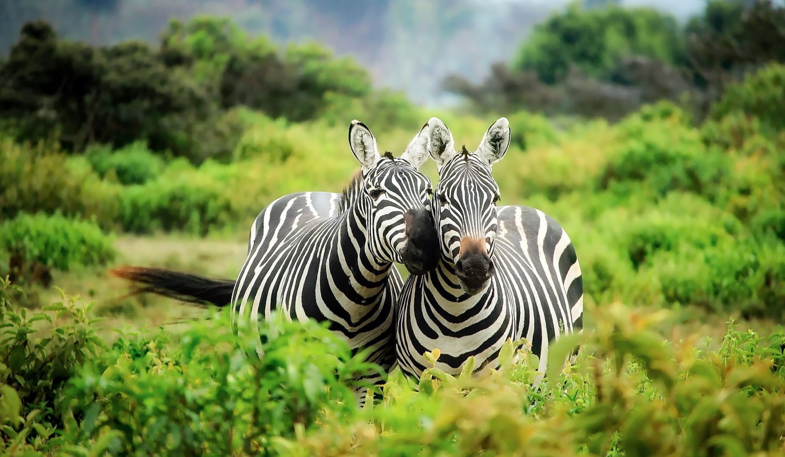 Schwarzer Schimmel – nö, nö – ein Zebra?